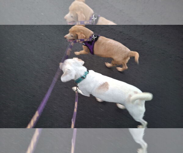 Medium Photo #11 Dachshund-Unknown Mix Puppy For Sale in Sebec, ME, USA