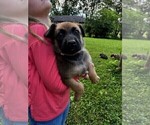Small Photo #9 Malinois Puppy For Sale in MADISON, TN, USA