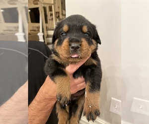 Rottweiler Puppy for sale in TULSA, OK, USA