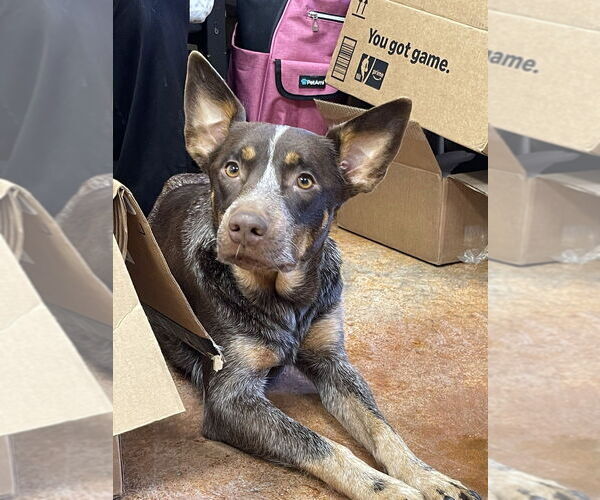 Medium Photo #1 Mutt Puppy For Sale in Bolivar, MO, USA