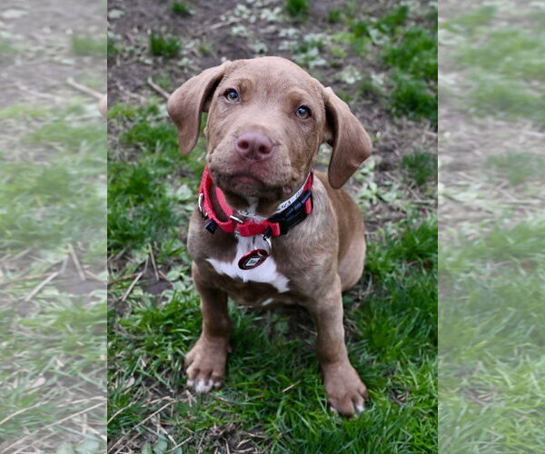 Medium Photo #1 Mastiff-Unknown Mix Puppy For Sale in Wakefield, RI, USA