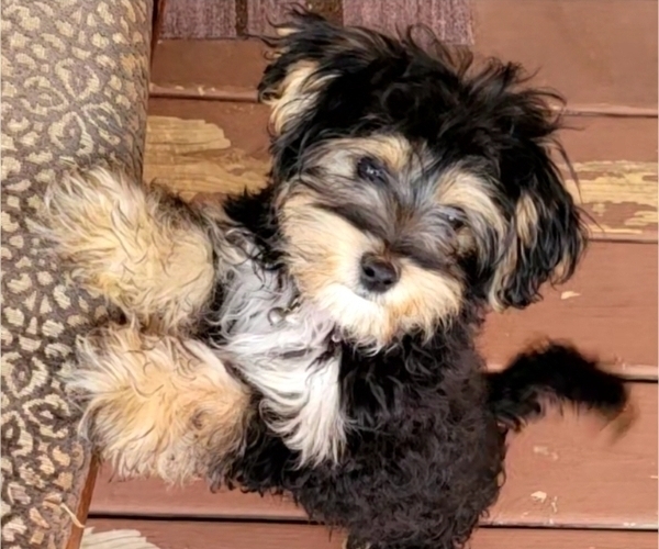 Medium Photo #4 Morkie Puppy For Sale in YPSILANTI, MI, USA