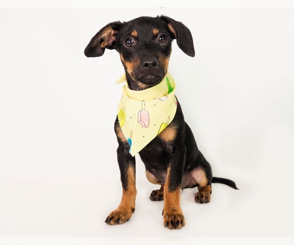 Medium Photo #3 Chiweenie Puppy For Sale in phoenix, AZ, USA