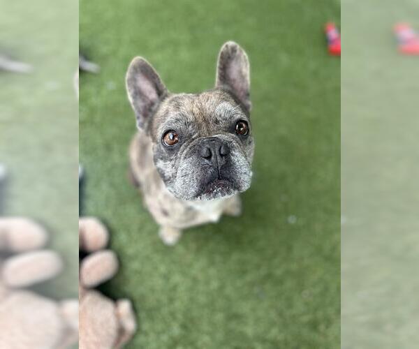 Medium Photo #1 French Bulldog Puppy For Sale in Chula Vista, CA, USA
