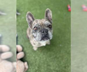 French Bulldog Dogs for adoption in Chula Vista, CA, USA