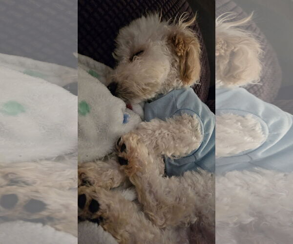 Medium Photo #5 Cock-A-Poo Puppy For Sale in Wheaton, IL, USA