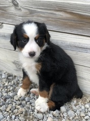 Bernese Mountain Dog Puppy for sale in LEO, IN, USA