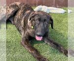 Small #1 Labrador Retriever Mix