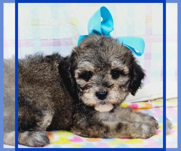 Medium Photo #5 Maltipoo Puppy For Sale in TAYLOR, TX, USA