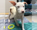 Small #5 Catahoula Leopard Dog Mix