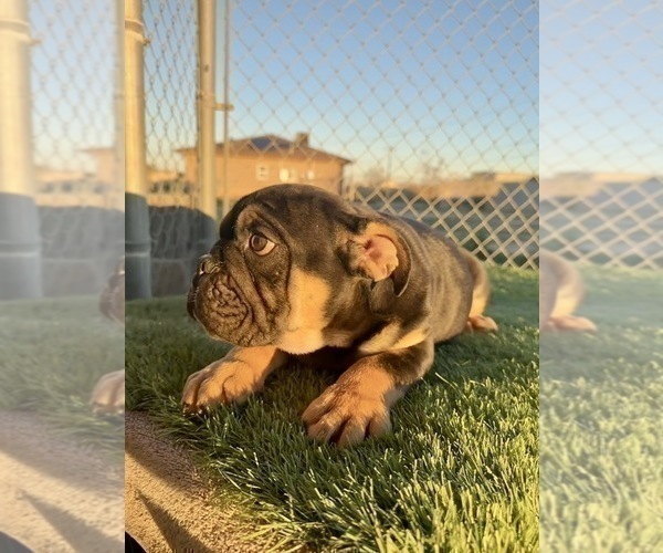 Medium Photo #4 English Bulldog Puppy For Sale in SAN JOSE, CA, USA
