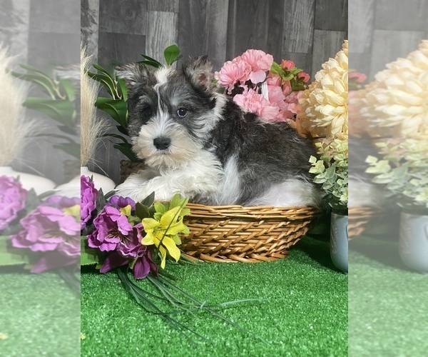 Medium Photo #2 Schnauzer (Miniature) Puppy For Sale in CANOGA, NY, USA