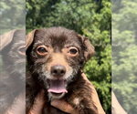 Small #3 Chihuahua Mix