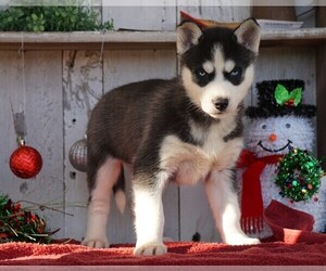 Siberian Husky Puppy for sale in FREDERICKSBG, OH, USA