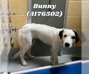 Medium Great Pyrenees Mix