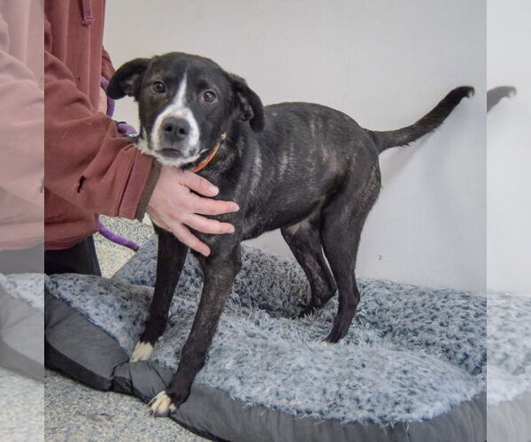 Medium Photo #3 American Staffordshire Terrier-Unknown Mix Puppy For Sale in Huntley, IL, USA