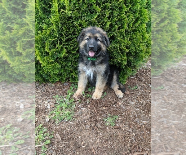 Medium Photo #1 German Shepherd Dog Puppy For Sale in SEATTLE, WA, USA