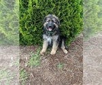 Small Photo #1 German Shepherd Dog Puppy For Sale in SEATTLE, WA, USA