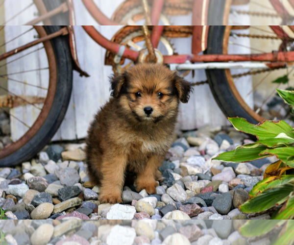 Medium Photo #4 Pom-A-Poo Puppy For Sale in BREMEN, IN, USA