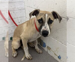 German Shepherd Dog-Unknown Mix Dogs for adoption in San Bernardino, CA, USA