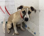 NIKKITA - Female German Shepherd Dog-Unknown Mix Dog for Adoption - Small photo