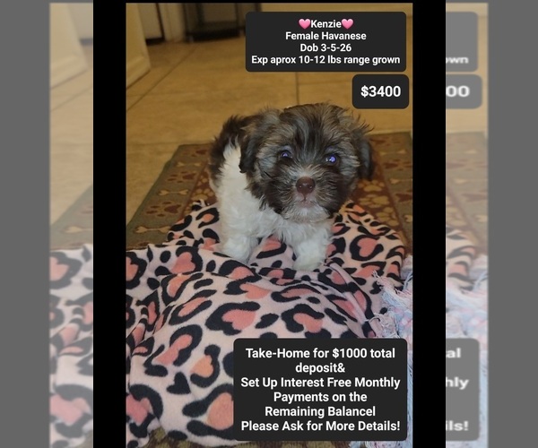 Medium Photo #1 Havanese Puppy For Sale in TUCSON, AZ, USA