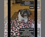 Small Photo #1 Havanese Puppy For Sale in TUCSON, AZ, USA