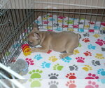 Small Photo #3 French Bulldog Puppy For Sale in ORO VALLEY, AZ, USA