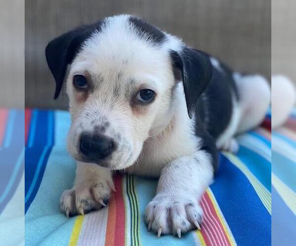 Medium Photo #2 Labrador Retriever-Unknown Mix Puppy For Sale in San Diego, CA, USA