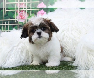Shih Tzu Puppy for sale in MARIETTA, GA, USA