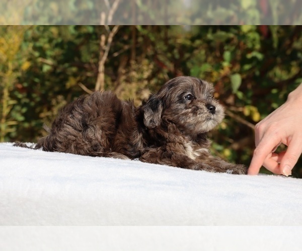 Medium Photo #62 ShihPoo Puppy For Sale in DYERSBURG, TN, USA