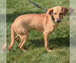 Small #1 Beagle-German Shepherd Dog Mix