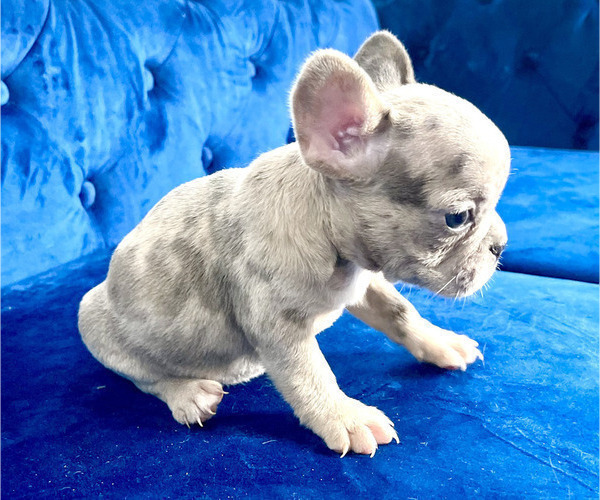Medium Photo #4 French Bulldog Puppy For Sale in PALMDALE, CA, USA