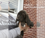 Small Photo #15 Plott Hound Puppy For Sale in MIDVALE, UT, USA
