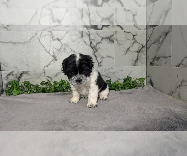 Medium Photo #11 Cocker-Pei Puppy For Sale in GOSHEN, IN, USA