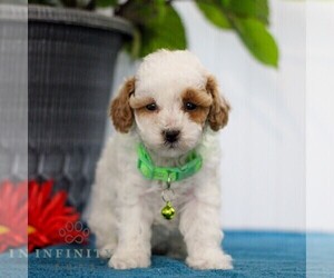 Poodle (Toy) Puppy for sale in EAST EARL, PA, USA