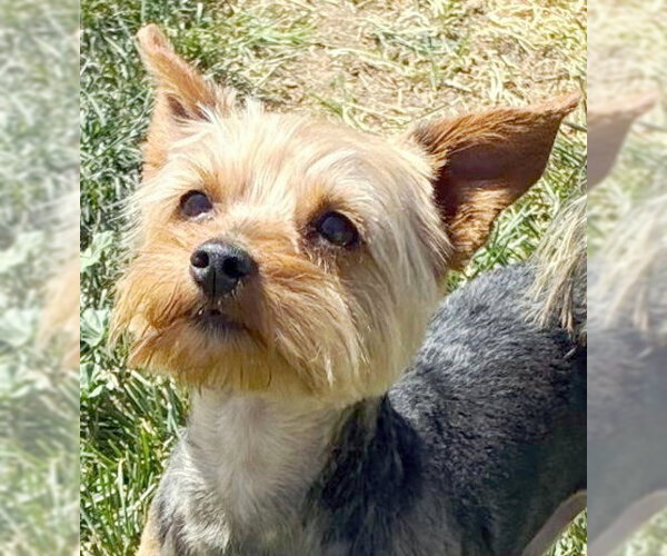 Medium Photo #2 Mutt Puppy For Sale in Chino Hills, CA, USA