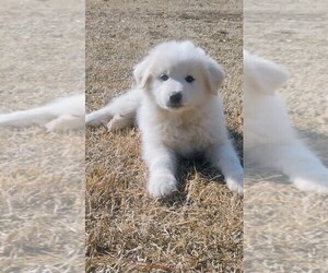 Great Pyrenees Puppy for sale in TEXARKANA, AR, USA