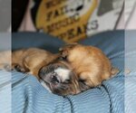 Small Photo #3 Boxer Puppy For Sale in Vail, AZ, USA