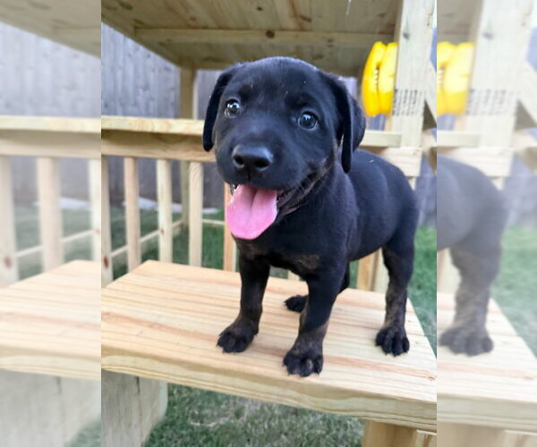 Medium Photo #7 Labrador Retriever-Unknown Mix Puppy For Sale in OKLAHOMA CITY, OK, USA