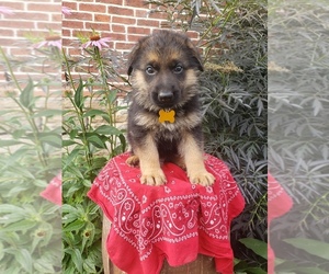 Medium German Shepherd Dog