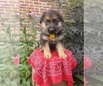 Puppy 3 German Shepherd Dog