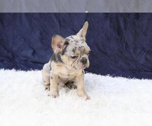 French Bulldog Puppy for sale in FISHER ISLAND, FL, USA