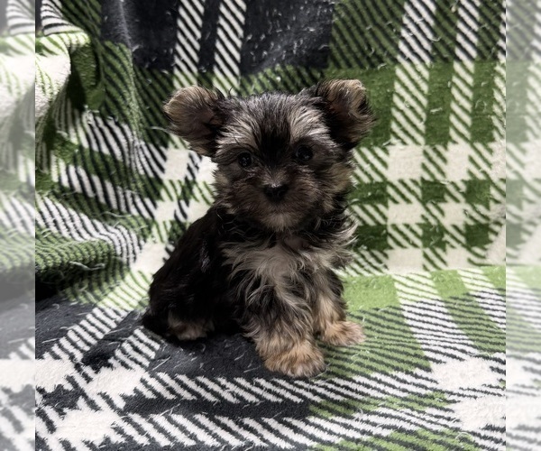 Medium Photo #1 Morkie Puppy For Sale in GUTHRIE, KY, USA