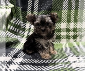 Morkie Puppy for sale in GUTHRIE, KY, USA