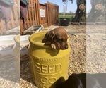 Puppy 3 Poodle (Standard)-Redbone Coonhound Mix
