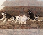 Small Photo #6 German Shepherd Dog-Siberian Husky Mix Puppy For Sale in SAINT MARYS, KS, USA