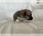 Small Photo #8 Pembroke Welsh Corgi Puppy For Sale in SAN FRANCISCO, CA, USA