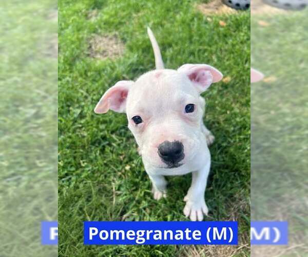Medium Photo #4 Staffordshire Bull Terrier-Unknown Mix Puppy For Sale in pomfret, CT, USA