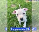 Small #3 Staffordshire Bull Terrier Mix